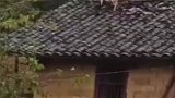 别说上树了,猪都上房揭瓦了
