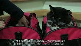 家有肥猫，医生问主人猫咪变胖的原因，主人：纵容它们，喂的太多