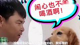 金毛劝主人不要喝酒，主人不听，金毛把他的杯子打碎，主人无奈