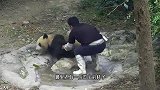 熊猫宝宝翻床越狱，回头看到奶妈来了，下一秒的举动让人笑岔气！