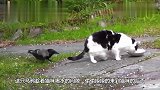 乌鸦趁猫咪不注意,一口啄在它的尾巴上,因此付出沉重的代价