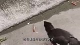 一只菜鸟，还以为虫子会自己进嘴巴里来，憋住不要笑