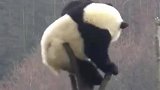 原来小熊猫，都是用树枝挠痒痒的啊