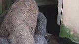 国外男子上厕所，遇到科莫多巨蜥