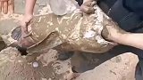 俩小孩在门口鱼塘抓鱼，30多斤的青鱼居然从手中逃脱，真太可惜了