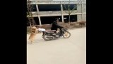 做警犬可能会更红