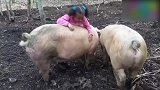 几只猪在猪圈里玩，小女孩也参与其中，网友直呼毫无违和感！