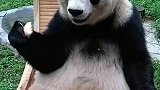 国宝熊猫与世无争的本性，才让它成为中国国宝