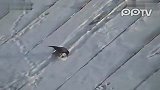 罕见现象：乌鸦在屋顶练习滑雪