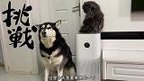 哈士奇这辈子做不了警犬，做不了导盲犬，连点皮毛都学不会吗