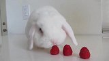 小白兔吃草莓，别看它嘴巴小吃的可快了，吃完了还会擦嘴巴
