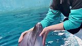 抖到蓬莱八仙过海 小海豚的粉丝宝宝们 老师傅 欢迎大家游览蓬莱海洋极地世界