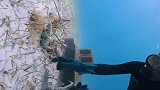 渔民大哥潜水到海底抓大龙虾，真羡慕会潜水的人！