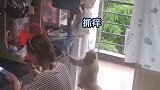 突如其来猴子闯入寝室，女生嗑瓜子竟然毫不慌乱