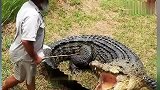旅游-澳大利亚老汉骑800千克鳄鱼玩耍 数次险丧命