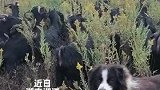 羊羊队立大功！养羊人带自家羊去吃一枝黄花