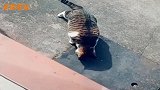 主人投食不小心把肉扔到了洞里，猫咪心态大爆炸！