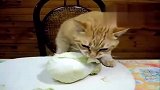 猫星人主人给我一颗洋白菜！我要都吃光