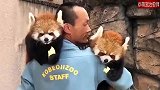 饲养员抱住两个小吃货就不撒手，小熊猫真的太可爱了！