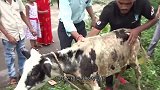 男子途经郊外，发现路上有着一个“马头”，连忙叫来全村人