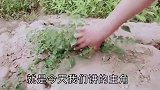 田间野生的“灯笼果”，没事吃几个，效果让你想不到的好