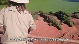 老外穿上恐龙服调戏鳄鱼，鳄鱼的行为让人看懵了！
