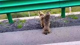原来土拨鼠也会打架