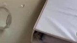 我家猫的日常作死，可以挨打了！