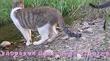 女子探险捡到一只“小奶猫”精心饲养一个月后，怎么不对劲了