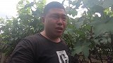 葡萄园老板请小丁品尝新品种，吃过后这酸爽，不受控制