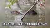 上海多地发现“巨型老鼠”，连尾巴约有80厘米长，有村民青菜一夜之间被吃干净