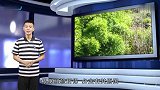 农村老人常常说“竹子开花,快点搬家”,真的有那么可怕吗