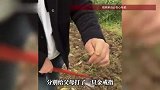 菜地挖出亡母遗失多年的金戒指？当事人：是30多年前特意为父母打造的，母亲戴上次日不慎遗失