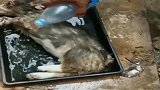 路边的流浪狗狗中暑，这样降温，不知道能不能抢救过来