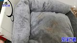 主人给新猫窝撒上猫薄荷，猫咪们立刻嗨翻了，胖公猫却一脸鄙视