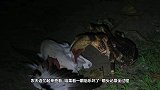 农夫半夜听到有动物惨叫声，起身一看乐坏了！镜头记录全过程