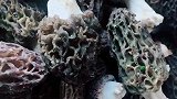 今天的收获的纯野生羊肚菌