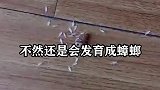 拍死的蟑螂不收拾，为啥第二天没了？不愧是顽强的小强！
