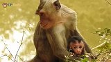 小猴子有机会就吹口哨呼唤妈妈，想跑是不可能的，可怜呢！