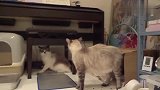 萌宠：当着母猫的面，猫爸玩弄小奶猫，母猫暴力开撕！