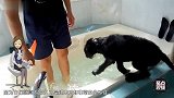 爱干净的狗自动跳浴缸洗澡别人家的狗