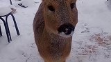 大雪天小狍子进村觅食，打算报派出所和林业局