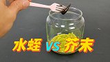 把水蛭放到芥末里面，会发生什么呢？