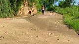 邻居家养的神犬，一出门从不空手而归，这次把二师兄带回来了