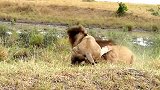 动物界：狮子打架