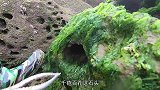 海边大风浪站都站不稳，比响螺还好吃的美味海货抓起来惊险又刺激