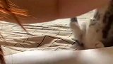 主人备考刷题，猫咪就是主人成功路上的绊脚石！