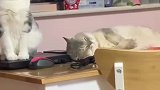 猫：别叫我，我困着呢，我睡一会儿！