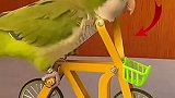 会骑自行车的鹦鹉，真是厉害了