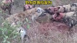 野狗群撕咬鬣狗，野犬与鬣狗的较量